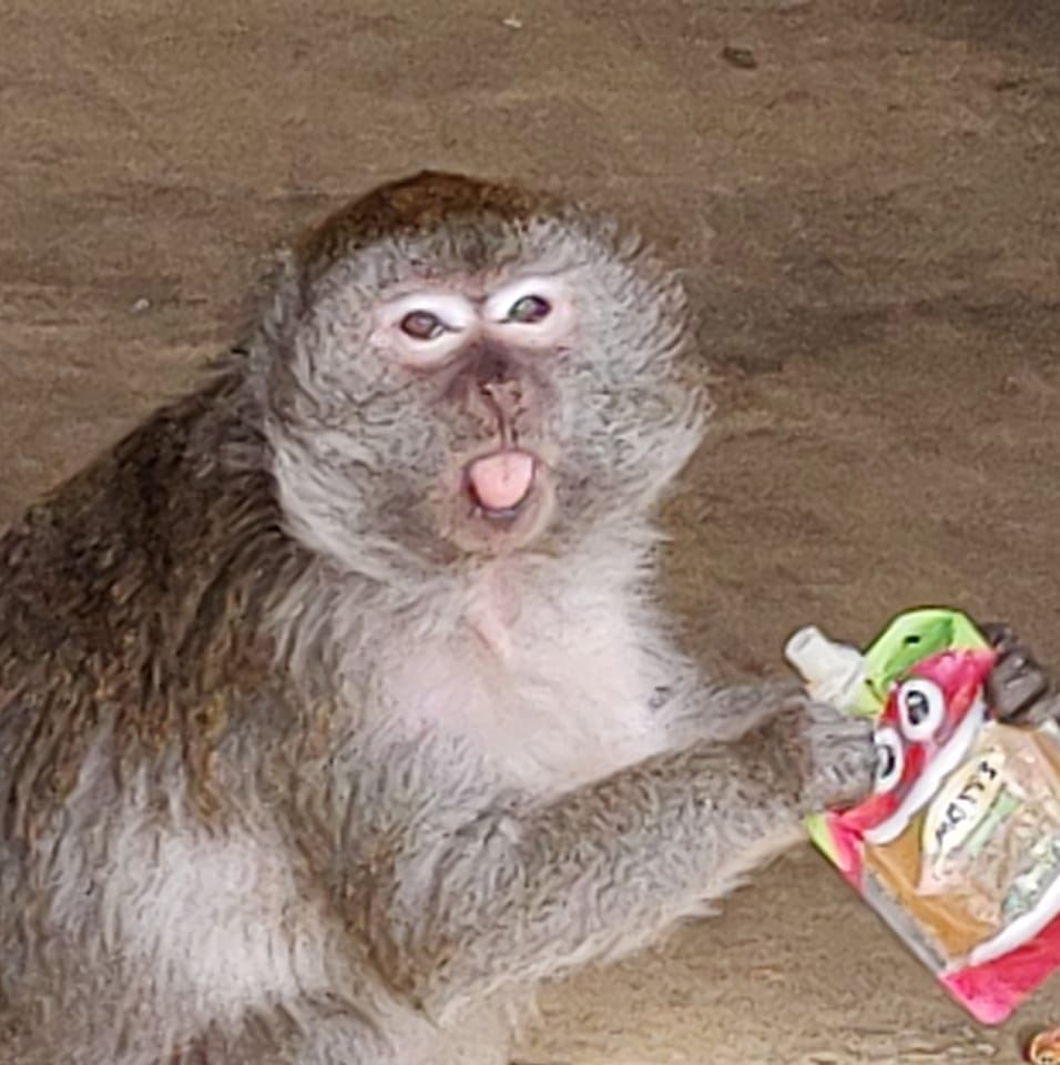 monkey in louisville purse｜TikTok Search